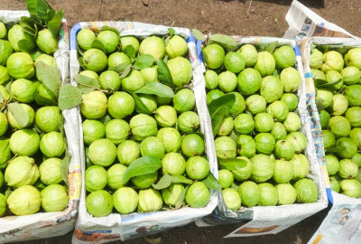 GUAVA